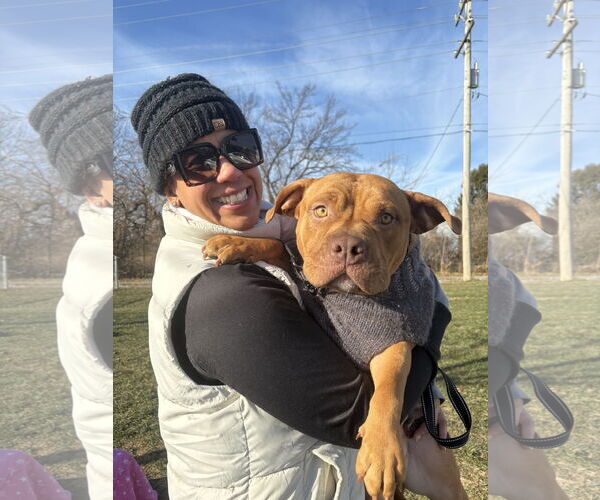 Medium Photo #2 American Staffordshire Terrier-Bulldog Mix Puppy For Sale in Parker Ford, PA, USA
