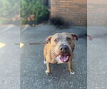 Small #7 Labrador Retriever Mix