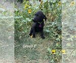 Small Photo #4 Labrador Retriever Puppy For Sale in GILLETTE, WY, USA