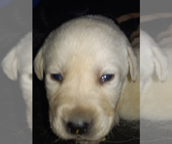 Medium Photo #1 Labrador Retriever Puppy For Sale in ATHOL, MA, USA