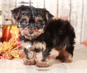 Yorkshire Terrier Puppy for sale in MOUNT VERNON, OH, USA