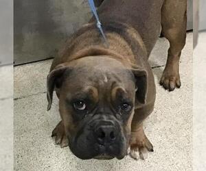 Mastiff Dogs for adoption in Riverside, CA, USA