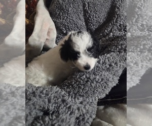 Poodle (Toy) Puppy for sale in SPOTSYLVANIA, VA, USA