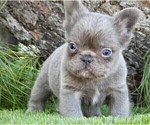 Small French Bulldog