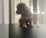Small Photo #4 Shorkie Tzu Puppy For Sale in BUFFALO, NY, USA