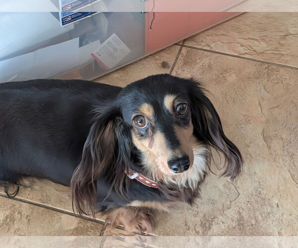 Medium Photo #1 Dachshund Puppy For Sale in Sioux Falls, SD, USA