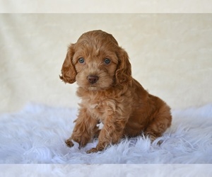 Cock-A-Poo Puppy for sale in MILLERSBURG, OH, USA