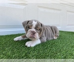 Small Photo #12 Bulldog Puppy For Sale in ATLANTA, GA, USA