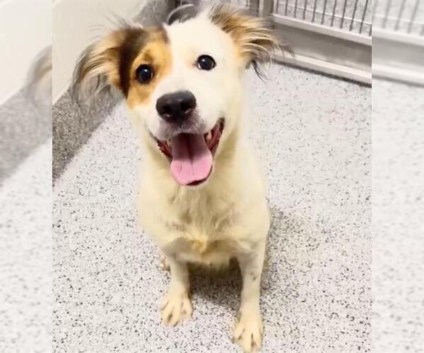 Medium Photo #1 Australian Shepherd-Unknown Mix Puppy For Sale in Houston, TX, USA