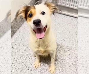 Australian Shepherd-Unknown Mix Dogs for adoption in Houston, TX, USA