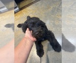 Small Photo #1 F2 Aussiedoodle Puppy For Sale in BUSH, LA, USA