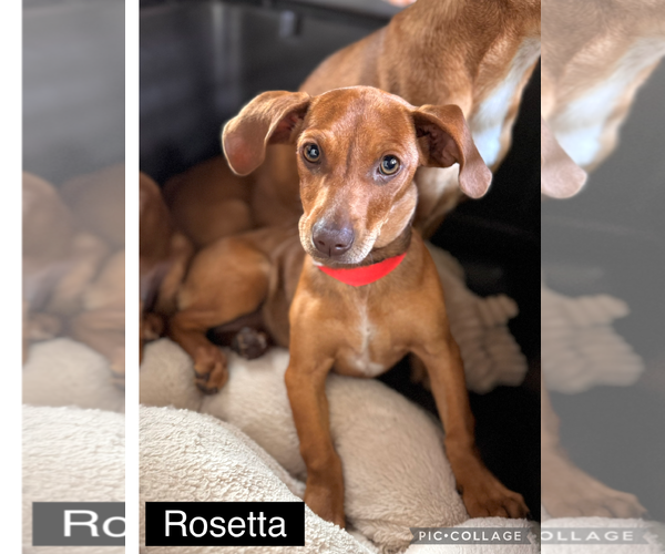 Medium Photo #3 Chiweenie Puppy For Sale in Valrico, FL, USA