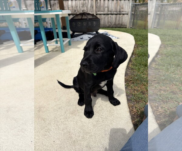 Medium Photo #4 Labrador Retriever-Unknown Mix Puppy For Sale in Royal Palm Beach, FL, USA