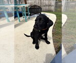 Small #3 Labrador Retriever Mix
