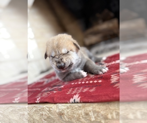 Medium Photo #3 German Shepherd Dog-Wolf Hybrid Mix Puppy For Sale in HAMILTON, TX, USA