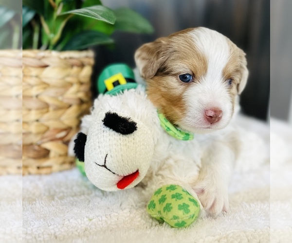 Medium Photo #2 Miniature Australian Shepherd Puppy For Sale in ANTHONY, FL, USA