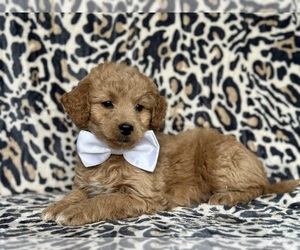 Goldendoodle (Miniature) Puppy for sale in LANCASTER, PA, USA