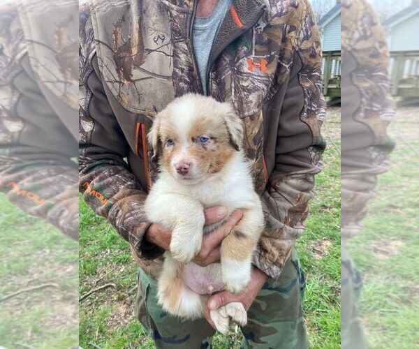 Medium Photo #1 Australian Shepherd Puppy For Sale in TEMPERANCE, MI, USA