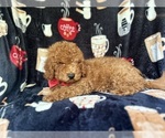 Small #7 Cavapoo