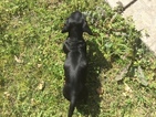 Small Photo #4 Dachshund Puppy For Sale in KINGSLAND, TX, USA