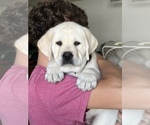 Small #7 Labrador Retriever