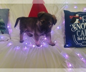 German Shepherd Dog-Timber Wolf Mix Puppy for sale in MONTREAL, MO, USA