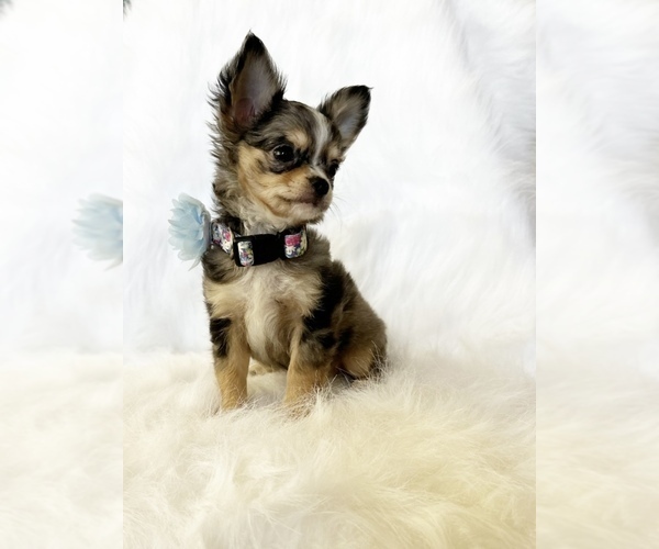 Medium Photo #3 Chihuahua Puppy For Sale in SACRAMENTO, CA, USA