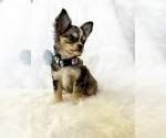 Small #2 Chihuahua