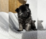 Small Photo #4 Keeshond Puppy For Sale in VANCOUVER, WA, USA