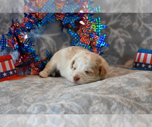 Havapoo Puppy for sale in GUTHRIE, KY, USA