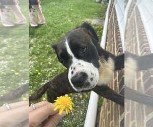 Bernese Mountain Dog-Unknown Mix Dogs for adoption in Martinsburg, WV, USA
