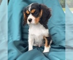 Puppy ELMER Cavalier King Charles Spaniel