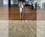 Small #1 Chihuahua