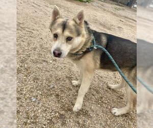 Siberian Husky-Unknown Mix Dogs for adoption in HESPERIA, CA, USA