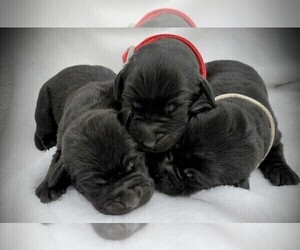 Labrador Retriever Puppy for sale in FORT COLLINS, CO, USA