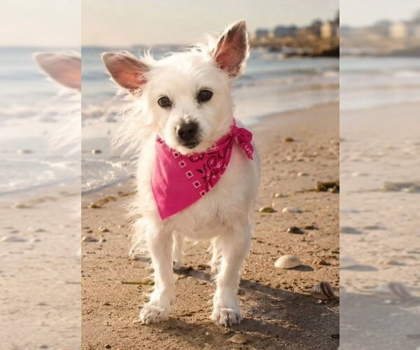 Medium Photo #17 Chihuahua-Unknown Mix Puppy For Sale in Caldwell, NJ, USA