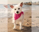 Small #16 Chihuahua Mix