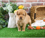 Small #26 Labrador Retriever