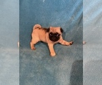 Puppy 2 Pug