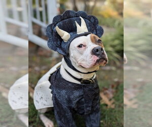 Chief - Male American Staffordshire Terrier-Boxer Mix Dog for Adoption - Photo #9