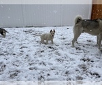 Puppy 3 German Shepherd Dog-Siberian Husky Mix