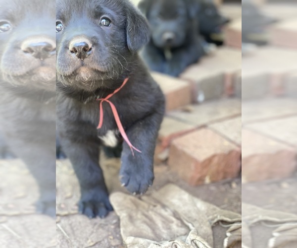 Medium Photo #9 Labrenees Puppy For Sale in ROYSTON, GA, USA