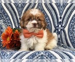 Small Photo #14 Zuchon Puppy For Sale in LAKELAND, FL, USA