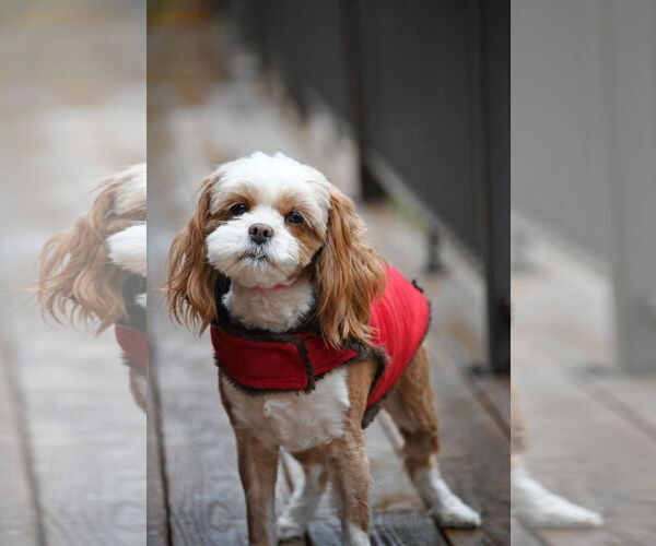 Medium Photo #1 Shih Tzu-Unknown Mix Puppy For Sale in Sandy, UT, USA