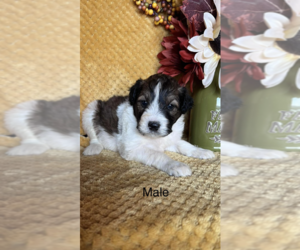 F2 Aussiedoodle-Poodle (Miniature) Mix Puppy for Sale in WINCHESTER, Indiana USA