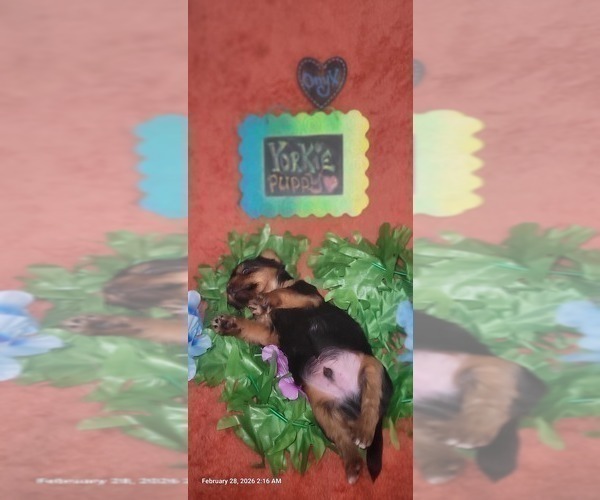 Medium Photo #346 Yorkshire Terrier Puppy For Sale in AKRON, OH, USA