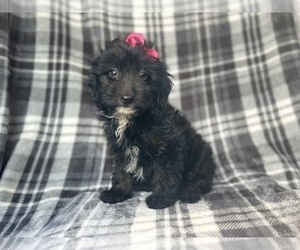 Aussiedoodle Miniature Puppy for sale in LAKELAND, FL, USA