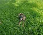 Small Photo #4 German Shepherd Dog Puppy For Sale in PLANT CITY, FL, USA