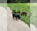 Small Photo #5 Doberman Pinscher Puppy For Sale in ULYSSES, PA, USA