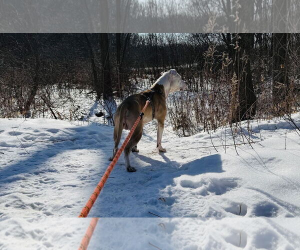Medium Photo #5 Staffordshire Bull Terrier-Unknown Mix Puppy For Sale in Princeton, MN, USA